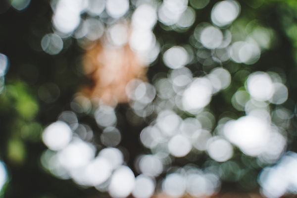 포토 JPG 해외이미지 나무 식물 계절 공원 백그라운드 컨셉 잎 패턴 자연 벽지 추상 풍경 사람없음 야외 초록색 여름 빛 컬러풀 햇빛 태양 우주 환경 정원 맑음 봄 성장 흰색 신선 소프트포커스 숲 질감 보케 부드러움 내추럴 블러 생태학 효과 해외202004 해외포토 자연요소 공공시설 교육 컬러 무늬 날씨 촬영기법 감각 생태계 파일형식 이미지허브