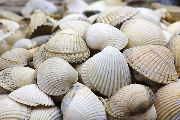 포토 JPG 해외이미지 바다 백그라운드 자연 휴가 종류 사람없음 야외 가로 여름 컬러풀 게 껍질 수집 배열 질감 많음 해외202004 해외포토 계절 컬러 컨셉 갑각류 생태계 파일형식 이미지허브