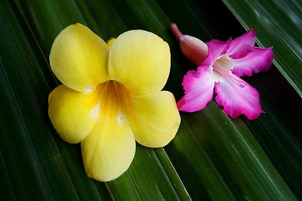 포토 JPG 해외이미지 식물 디자인 꽃 아시아 줄기 분홍색 백그라운드 잎 꽃무늬 태국 자연 사람없음 초록색 햇빛 노란색 정원 벚꽃 종 개화 빗방울 순수 향기 트럼펫 부드러움 내추럴 엘리먼트 해외202004 해외포토 나라 컬러 컨셉 무늬 태양 감각 비_날씨 금관악기 생태계 냄새 파일형식 이미지허브