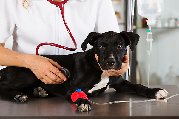 포토 JPG 해외이미지 동물 백인 직업 여자 새끼 유니폼 청진기 노동자 병원 한명 미소 사람 성인 반려동물 약 듣기 고통 간호사 의사 잡기 개 강아지 무서움 테리어 문서 사냥개 붕대 수의사 송곳니 돌봄 해외202004 해외포토 서양인 1 옷 감정 포유류 의학 의료기기 모션 표정 의료진 치아 파일형식 이미지허브