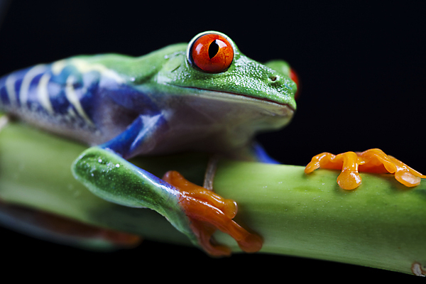 포토 JPG 해외이미지 한마리 야생동물 검은배경 실내 매달리기 양서류 사람없음 청개구리 잎줄기 해외202004 해외포토 동물 1 줄기 백그라운드 모션 개구리 내부 검은색 파일형식 이미지허브