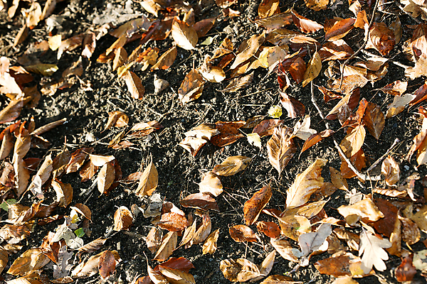 포토 JPG 해외이미지 나무 식물 계절 공원 이동 잎 겨울 오렌지 자연 건조 풍경 사람없음 야외 목재 초록색 갈색 노란색 쌓기 정원 젖음 덮개 가을 죽음 보행로 황금 떨어짐 숲 유기농 서리 내추럴 땅바닥 많음 해외202004 해외포토 웰빙 공공시설 길 컬러 컨셉 과일 재료 모션 바닥 뚜껑 생태계 파일형식 이미지허브