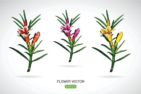 EPS 해외이미지 꽃 분홍색 일러스트 사람없음 노란색 다홍색 해외202004 해외일러스트 식물 컬러 파일형식 벡터 이미지허브