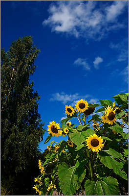 포토 JPG 해외이미지 나무 구름 계절 잎 밭 자연 하늘 날씨 풍경 사람없음 야외 초록색 여름 파란색 햇빛 태양 환경 침묵 신선 땅 조경 장면 넘어짐 평야 수평선 해외202004 해외포토 자연요소 식물 컬러 농업 모션 소리 생태계 파일형식 이미지허브