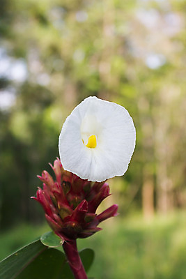 포토 JPG 해외이미지 나무 꽃잎 꽃 백그라운드 자연 사람없음 봄 벚꽃 흰색 싱글 부드러움 해외202004 해외포토 식물 계절 컬러 감각 생태계 파일형식 이미지허브