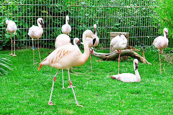 포토 JPG 해외이미지 동물 공원 야생동물 분홍색 날개 오렌지 자연 조류 생물 독일 동물원 서기 풍경 사람없음 야외 초록색 여름 컬러풀 환경 정원 가을 그룹 숲 플라밍고 깃털 부리 새장 목 내추럴 단아함 동물상 이국적 해외202004 해외포토 계절 공공시설 유럽 컬러 과일 모션 신체부위 조형물 생태계 케이지 파일형식 이미지허브