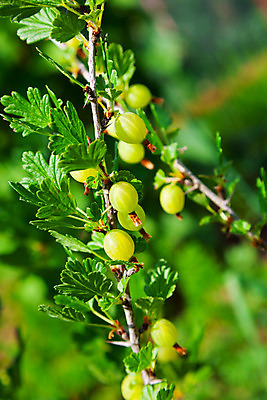 포토 JPG 해외이미지 주간 잎 사람없음 야외 아웃포커스 초록색 나뭇가지 구스베리 해외202004 해외포토 자연요소 나무 식물 열매 컬러 촬영기법 파일형식 이미지허브