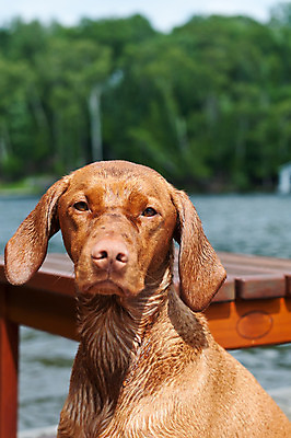 포토 JPG 해외이미지 동물 호수 자연 사람없음 야외 세로 햇빛 사진촬영 젖음 개 송곳니 충고 해외202004 해외포토 포유류 태양 촬영 치아 생태계 파일형식 이미지허브