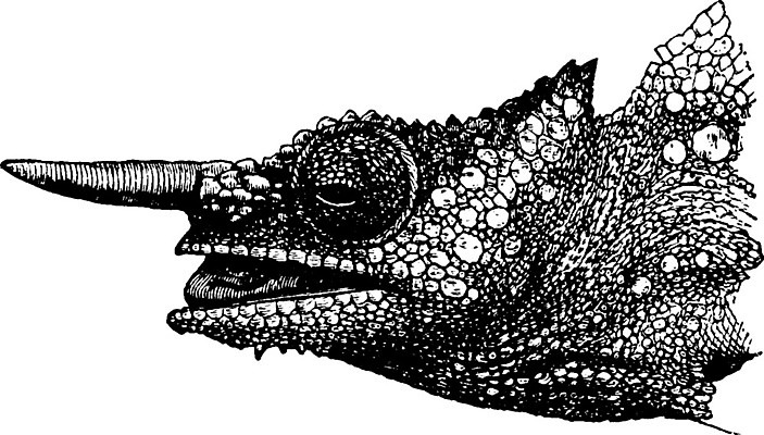 EPS 해외이미지 동물 야생동물 일러스트 파충류 미술 머리 검은색 수확 골동품 흰색 역사 덩굴 헬멧 그림 도마뱀 육식동물 이구아나 판화 내추럴 옛날 카멜레온 해외202004 해외일러스트 식물 컬러 농업 문화예술 신체부위 보호장비 파일형식 벡터 이미지허브
