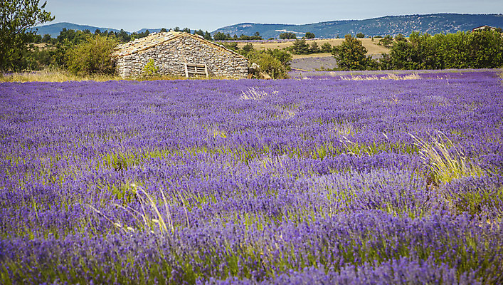 포토 JPG 해외이미지 식물 꽃 유럽 백그라운드 밭 농업 자연 하늘 풍경 사람없음 여름 컬러풀 보라색 프랑스 시골 제비꽃 향기 라벤더 내추럴 프로방스 해외202004 해외포토 계절 나라 산업 컬러 허브 생태계 냄새 파일형식 이미지허브