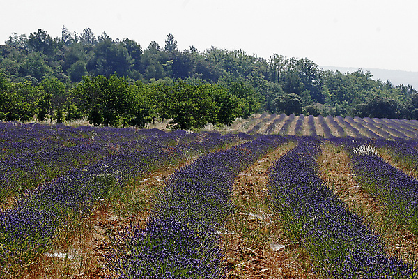 포토 JPG 해외이미지 밭 풍경 사람없음 여름 파란색 프랑스 라벤더 프로방스 해외202004 해외포토 계절 꽃 유럽 컬러 농업 허브 파일형식 이미지허브