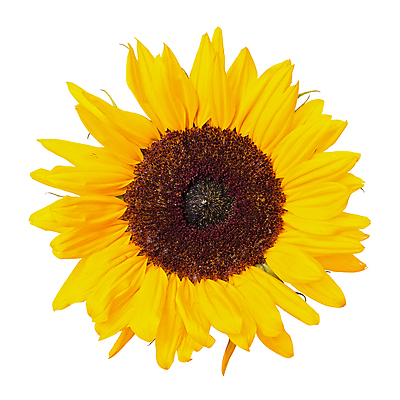 포토 JPG 해외이미지 식물 꽃잎 꽃 백그라운드 잎 자연 해바라기 사람없음 노란색 활발 흰색 닫기 싱글 데이지 고립 해외202004 해외포토 컬러 컨셉 모션 생태계 파일형식 이미지허브