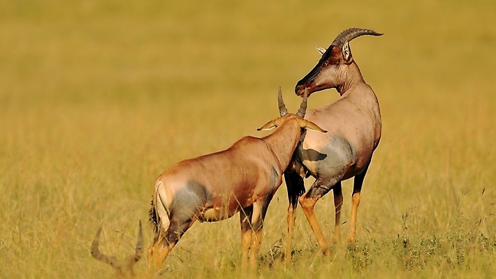 포토 JPG 해외이미지 동물 한마리 응시 야생동물 새끼 포유류 아프리카 자연 뿔 국립공원 서기 사람없음 야외 옆모습 가로 초록색 갈색 일몰 황무지 고독 사파리 영양 케냐 노려봄 가젤 보호구역 사바나 초식 탄자니아 평야 해외202004 해외포토 1 시선 공원 감정 나라 뷰포인트 컬러 모션 표정 노을 생태계 구역 파일형식 이미지허브