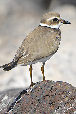 포토 JPG 해외이미지 동물 호수 야생동물 모래 바다 자연 조류 휴식 종류 서기 사람없음 물 스페인 습지 작음 멸종 철새 해외202004 해외포토 자연요소 유럽 컨셉 모션 크기 생태계 파일형식 이미지허브