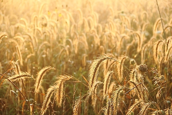 포토 JPG 해외이미지 식물 백그라운드 자연 아침 사람없음 물 빛 환경 젖음 물방울 액체 이슬 내추럴 해외202004 해외포토 주간 자연요소 생태계 파일형식 이미지허브