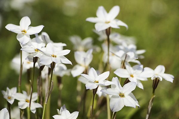 포토 JPG 해외이미지 식물 계절 꽃잎 꽃 꽃다발 백그라운드 잎 꽃무늬 밭 자연 선물 사랑 사람없음 야외 장식 초록색 새싹 정원 봄 활발 벚꽃 흰색 축하 신선 개화 우아함 다발 배열 꽃집 묘사 향기 심플 내추럴 칼라꽃 해외202004 해외포토 감정 컬러 컨셉 무늬 농업 상점 생태계 냄새 파일형식 이미지허브