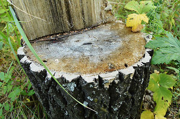 포토 JPG 해외이미지 공원 낙엽 잎 자연 바람 날씨 풍경 사람없음 목재 초록색 환경 흙 손상 성장 가을 나뭇가지 시골 죽음 숲 큼 언덕 정사각형 뿌리 나무껍질 폭풍 거인 내추럴 깨짐 옛날 해외202004 해외포토 자연요소 도형 나무 식물 계절 공공시설 컬러 컨셉 재료 껍질 크기 생태계 파일형식 이미지허브