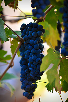 포토 JPG 해외이미지 식물 라이프스타일 계절 열매 음료 음식 백그라운드 잎 농업 과일 자연 포도 건강 사람없음 장식 빨간색 초록색 파란색 농장 와인 정원 보라색 수확 성장 흰색 시골 신선 화려 맛 다발 질감 포도밭 장면 포도나무 내추럴 고립 밭일 양조장 해외202004 해외포토 산업 컬러 컨셉 밭 주류 생활 과일나무 생태계 파일형식 이미지허브