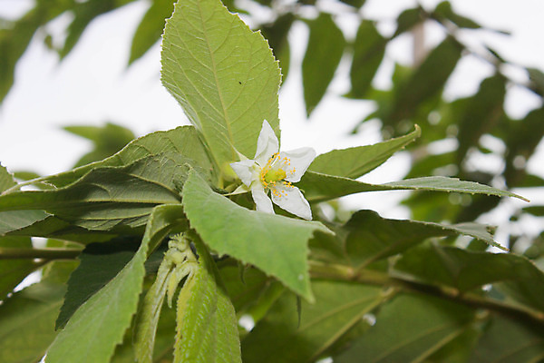 포토 JPG 해외이미지 나무 식물 계절 꽃 백그라운드 낙엽 잎 사람없음 야외 초록색 노란색 정원 봄 닫기 라임 그리너리 해외202004 해외포토 컬러 과일 모션 파일형식 트랜드컬러 이미지허브