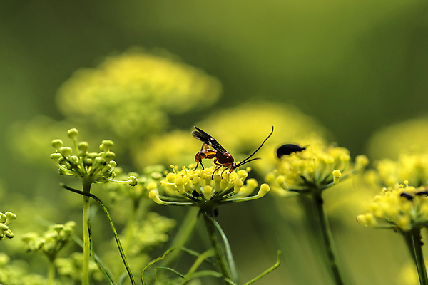 포토 JPG 해외이미지 식물 동물 계절 음식 곤충 날개 자연 날씨 사람없음 여름 컬러풀 평화 힘 봄 활발 다양 에너지 자유 성장 시골 업무 벌레 생명공학 수분 순수 원예 사냥 꽃가루 벌집 기후변화 몬스터 해외202004 해외포토 컬러 다수 컨셉 의학 취미 작업 변화 가루 생태계 파일형식 이미지허브