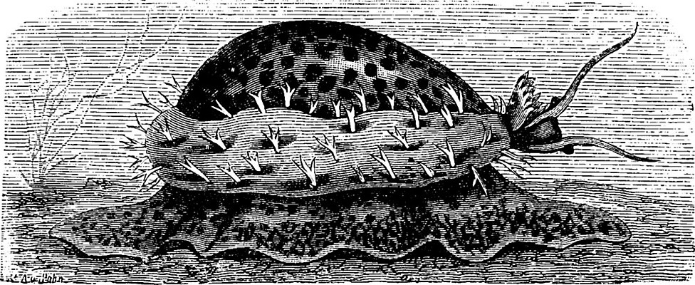 EPS 해외이미지 동물 야생동물 일러스트 자연 종류 미술 검은색 수확 골동품 흰색 그림 달팽이 생물학 판화 내추럴 기어가기 민달팽이 백자 옛날 해외202004 해외일러스트 교육 컬러 농업 모션 문화예술 연체동물 도자기 생태계 파일형식 벡터 달팽이_동물 이미지허브