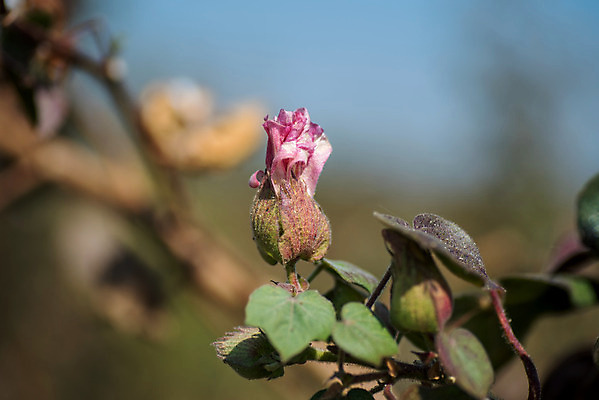포토 JPG 해외이미지 식물 꽃 산업 줄기 백그라운드 밭 농업 공 자연 건조 사람없음 경제 농작물 농장 환경 수확 성장 흰색 나뭇가지 직물 면 인도인 수집 순수 유기농 질감 날것 부드러움 섬유 솜털 내추럴 꼬투리 밭일 숙성 유전 해외202004 해외포토 외국인 나무 웰빙 컬러 컨셉 동양인 감각 생태계 파일형식 이미지허브