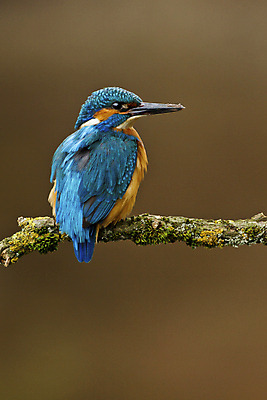 포토 JPG 해외이미지 동물 1 남자 유럽 야생동물 자연 조류 낚시 영국 이끼 앉기 성인 사람없음 야외 세로 파란색 봄 나뭇가지 막대기 5월 깃털 싱글 부리 계산서 내추럴 물총새 해외202004 해외포토 나무 계절 나라 컬러 모션 레저 사람 날짜 생태계 파일형식 이미지허브