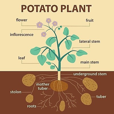 EPS 해외이미지 식물 학생 디자인 음식 줄기 과학 잎 밭 과일 일러스트 부분 학교 엄마 화살 초록색 농작물 스터디 농장 갈색 꼬리표 라벨 흙 수확 개화 플랫 묘사 그림 심플 뿌리 시스템 지하 타이틀 기본 땅바닥 밭일 해외202004 해외일러스트 교육 꽃 컬러 농업 가족 바닥 프레임 학습 파일형식 벡터 이미지허브