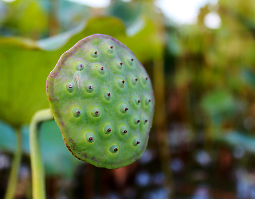 포토 JPG 해외이미지 식물 계절 공원 꽃잎 꽃 아시아 호수 분홍색 잎 동양인 사람없음 빨간색 초록색 반사 평화 정원 고요 벚꽃 연못 순수 향기 엽서 신성 동쪽 거인 내추럴 패드 이국적 해외202004 해외포토 공공시설 나라 컬러 컨셉 인종 편지 방향 냄새 파일형식 이미지허브
