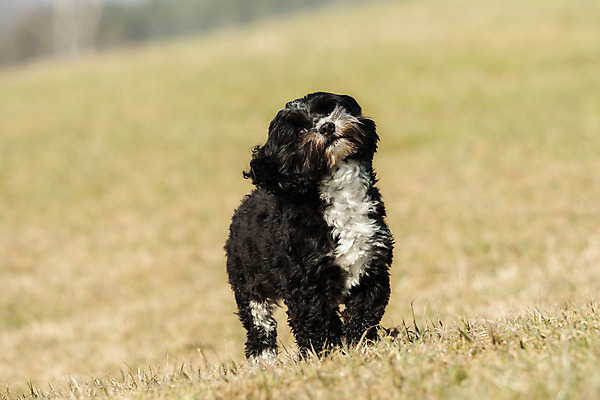 포토 JPG 해외이미지 동물 남자 장난 포유류 놀이 함께함 서기 사람없음 야외 반려동물 달리기 봄 기쁨 개 달콤 강아지 작음 내추럴 복종 해외202004 해외포토 계절 감정 컨셉 모션 사람 맛 크기 파일형식 이미지허브