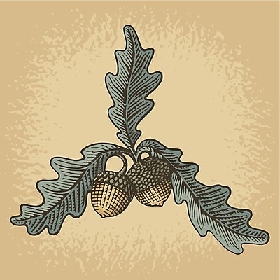 EPS 해외이미지 식물 백그라운드 잎 일러스트 자연 장식 선탠 스케치 도토리 그런지 목판화 세피아 해외202004 해외일러스트 촬영기법 미술 견과류 생태계 파일형식 벡터 이미지허브