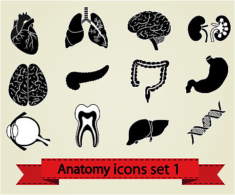 EPS 해외이미지 디자인 배너 리본 과학 신체 일러스트 부분 해부 건강 미술 사람 내부 세트 약 검은색 하트 오르간 신장 치아 눈동자 불안 심볼 뇌 그림 생물학 시력 간 붓꽃 동맥 췌장 고립 엘리먼트 해외202004 해외일러스트 모양 교육 꽃 감정 컬러 의학 문화예술 눈_신체부위 소화기관 장기_의학 건반악기 비뇨기관 혈관 파일형식 벡터 이미지허브