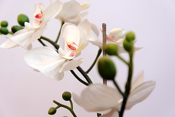 포토 JPG 해외이미지 식물 1 디자인 꽃잎 꽃 줄기 분홍색 꽃다발 결혼 백그라운드 잎 꽃무늬 자연 선물 사람없음 장식 초록색 노란색 우주 스파 봄 벚꽃 흰색 나뭇가지 신선 개화 난초 우아함 순수 오브젝트 싱글 호접란 내추럴 해외202004 해외포토 나무 계절 컬러 컨셉 무늬 이벤트 생태계 파일형식 이미지허브