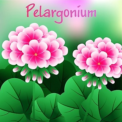 EPS 해외이미지 나무 식물 꽃잎 꽃 화분 화초 분홍색 잎 일러스트 자연 장식 빨간색 장미 봄 들꽃 성장 신선 투명 화려 그림 원예 아로마 아로마테라피 테라피 내추럴 심기 제라늄 해외202004 해외일러스트 계절 컬러 컨셉 모션 취미 뷰티 생태계 파일형식 벡터 이미지허브