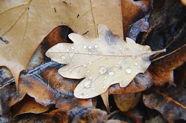 포토 JPG 해외이미지 나무 식물 동물 계절 백그라운드 잎 자연 표면 전등 바닥 사람없음 야외 목재 초록색 여름 반사 갈색 노란색 환경 정원 가을 떨어짐 숲 내추럴 해외202004 해외포토 컬러 컨셉 재료 조명 생태계 파일형식 이미지허브