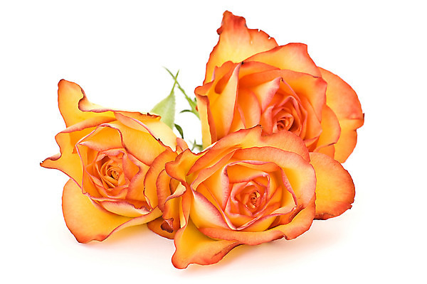 포토 JPG 해외이미지 꽃 오렌지 선물 사랑 사람없음 빨간색 빛 장미 정원 봄 흐름 흰색 생일 감사 해외202004 해외포토 식물 계절 기념일 감정 컬러 컨셉 과일 파일형식 이미지허브