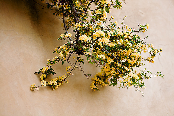 포토 JPG 해외이미지 식물 꽃 벽 잎 자연 사람없음 야외 가로 초록색 모래사장 장미 노란색 정원 봄 많음 해외202004 해외포토 계절 바다 컬러 컨셉 생태계 파일형식 이미지허브