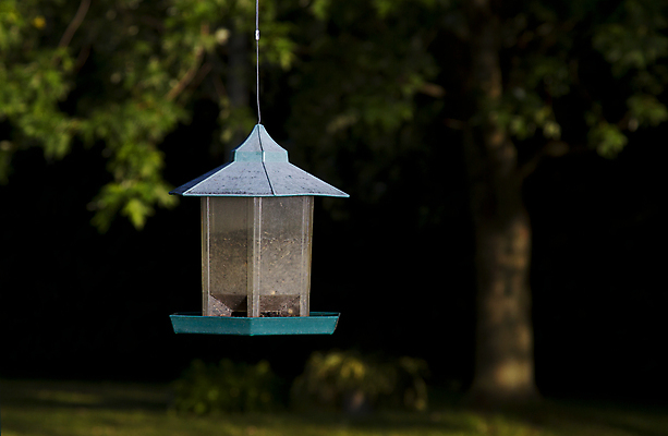 포토 JPG 해외이미지 동물 야생동물 자연 조류 해바라기 씨앗 사람없음 초록색 정원 숲 작음 플라스틱 북쪽 동물상 수유 해외202004 해외포토 식물 꽃 컬러 재질 조형물 크기 방향 생태계 파일형식 이미지허브