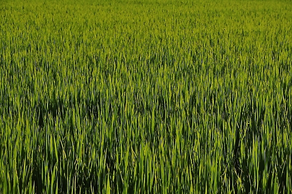 포토 JPG 해외이미지 계절 바다 백그라운드 밭 자연 풍경 사람없음 초록색 여름 빛 태양 일출 환경 힘 일몰 봄 시골 내추럴 해외202004 해외포토 자연요소 컬러 농업 노을 생태계 파일형식 이미지허브