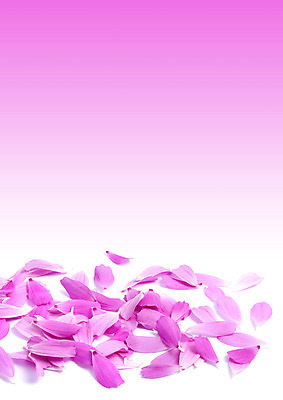 포토 JPG 해외이미지 모양 식물 디자인 꽃잎 꽃 백그라운드 꽃무늬 자연 부활절 발렌타인데이 사랑 이벤트 사람없음 가로 빨간색 보라색 벚꽃 흰색 축하 그룹 고급 오브젝트 열정 고립 구성 엘리먼트 해외202004 해외포토 기념일 감정 컬러 컨셉 무늬 데이이벤트 생태계 파일형식 이미지허브