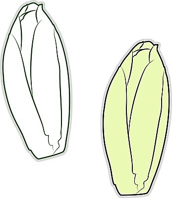 EPS 해외이미지 식물 디자인 음식 백그라운드 잎 채소 일러스트 재료 자연 건강 그래픽 초록색 세트 식사 샐러드 신선 플랫 상추 심볼 유기농 벨기에 내추럴 고립 브뤼셀 채식주의자 비건 해외202004 해외일러스트 웰빙 컬러 생태계 채식 서유럽 파일형식 벡터 이미지허브