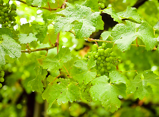 포토 JPG 해외이미지 식물 열매 잎 농업 과일 자연 포도 사람없음 야외 초록색 여름 농작물 농장 새싹 와인 젖음 수확 성장 흰색 물방울 나뭇가지 시골 신선 막대기 떨어짐 이슬 다발 묘사 원예 뉴질랜드 포도밭 포도나무 밭일 양조장 해외202004 해외포토 나무 계절 산업 컬러 컨셉 밭 주류 취미 오세아니아 과일나무 생태계 파일형식 이미지허브