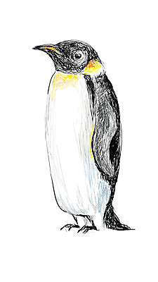 EPS 해외이미지 동물 야생동물 일러스트 자연 조류 종류 서기 야외 추위 흰색 황무지 스케치 자르기 남극 북극 펭귄 부리 손그림 봉 남쪽 고립 해외202004 해외일러스트 컬러 모션 미술 극지방 방향 생태계 파일형식 벡터 이미지허브