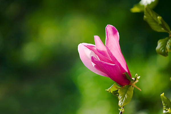 포토 JPG 해외이미지 꽃 자연 사람없음 초록색 봄 벚꽃 개화 자주색 목련 해외202004 해외포토 식물 계절 컬러 생태계 파일형식 이미지허브