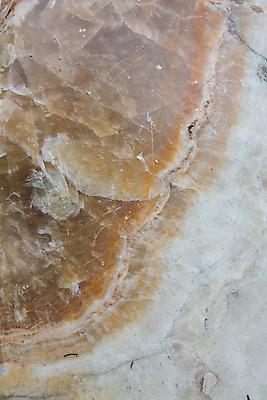 포토 JPG 해외이미지 디자인 꽃 백그라운드 잎 꽃무늬 패턴 추상 창조 사람없음 컴퓨터그래픽 장식 소용돌이 나뭇가지 화려 우아함 은색 해외202004 해외포토 나무 식물 컬러 컨셉 무늬 그래픽 회오리 파일형식 이미지허브