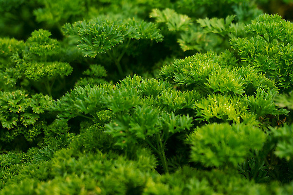 포토 JPG 해외이미지 식물 계절 지구 음식 백그라운드 잎 밭 농업 채소 재료 자연 파슬리 건강 사람없음 야외 초록색 정원 성장 침대 신선 그룹 닫기 맛 다발 허브 향신료 유기농 원예 향 내추럴 땅바닥 채식주의자 세련 해외202004 해외포토 웰빙 산업 컬러 가구 컨셉 모션 바닥 취미 생태계 채식 향미료 파일형식 이미지허브