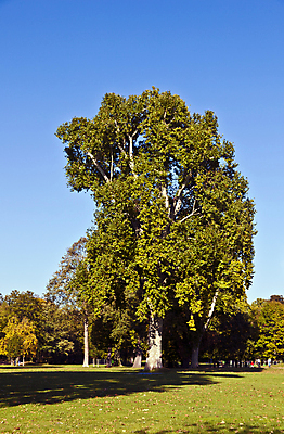 포토 JPG 해외이미지 나무 식물 계절 공원 꽃 잎 자연 하늘 풍경 사람없음 야외 목재 초록색 여름 파란색 태양 노란색 환경 맑음 봄 성장 나뭇가지 시골 신선 거친 숲 큼 나무껍질 내추럴 대패 옛날 웅장함 플라타너스 해외202004 해외포토 자연요소 공공시설 컬러 재료 날씨 껍질 크기 생태계 파일형식 이미지허브
