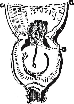 EPS 해외이미지 꽃 선 일러스트 미술 검은색 수확 흰색 그림 판화 스쿼시 터번 해외202004 해외일러스트 식물 스포츠 컬러 농업 문화예술 구기 머리장식 파일형식 벡터 이미지허브
