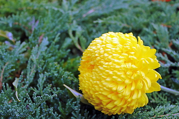 포토 JPG 해외이미지 식물 꽃 백그라운드 잎 꽃무늬 자연 사람없음 장식 가로 초록색 여름 노란색 침묵 벚꽃 가을 개화 묘사 내추럴 해외202004 해외포토 계절 컬러 무늬 소리 생태계 파일형식 이미지허브