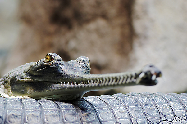 포토 JPG 해외이미지 파충류 종류 사람없음 입 행운 치아 덩굴 묘사 악어 멸종 해외202004 해외포토 식물 동물 컨셉 신체부위 소화기관 파일형식 이미지허브